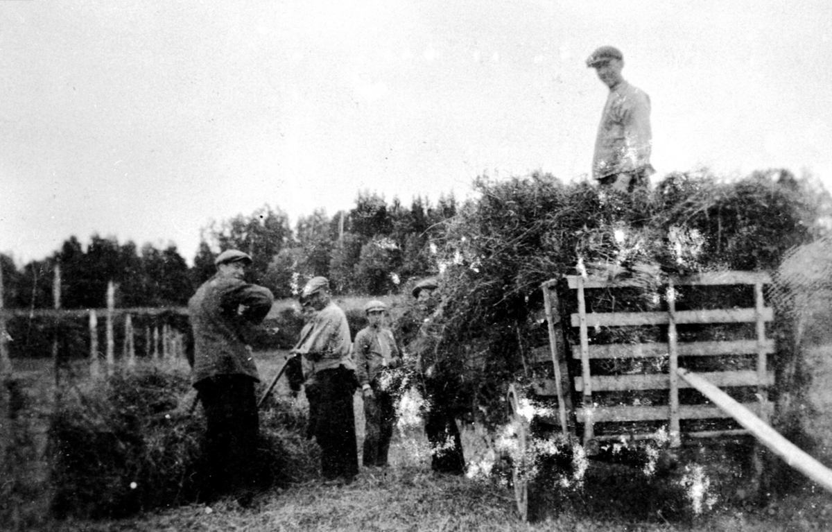 Slåttonn, høykjøring, lessing på høyvogn fra hesjer, folk i arbeid på Dalby gård, Gaupen, Ringsaker.