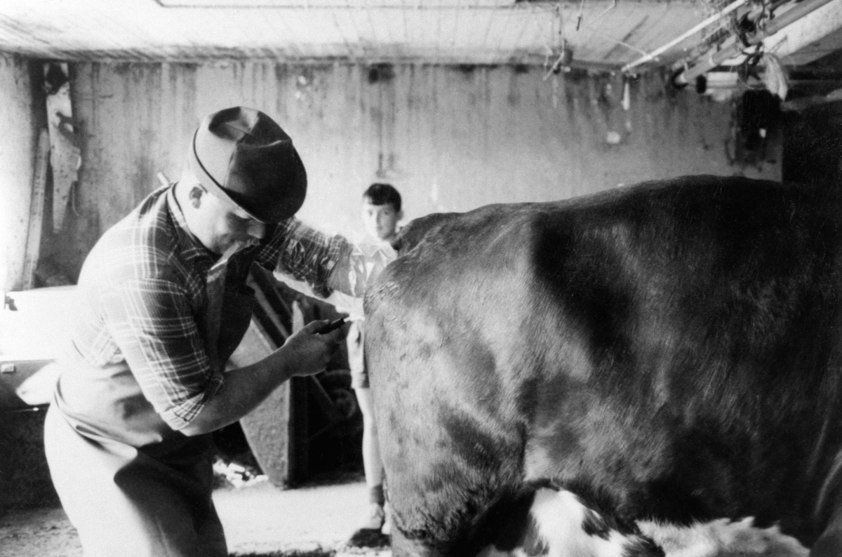 Inseminør Ole Kindlihagen plasserer sæd fra N.R.F. okse i ei ku på Heggenhaugen, Ringsaker. Kunstig befruktning.