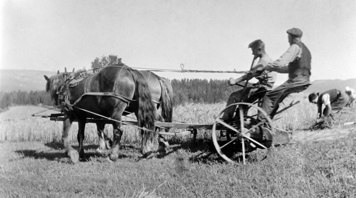 Skuronn på Østby, Stensengdalen, Ringsaker. Tospann hester med håndavlegger. Hans Østby kjører, Kristian Østby legger av. Pleiedatter Borghild binder kornband.