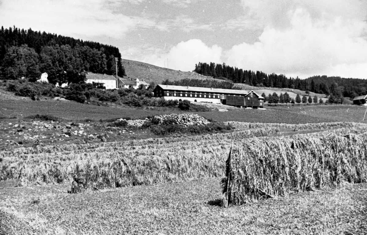 Oversikt, Berg gård, Ring, Ringsaker.