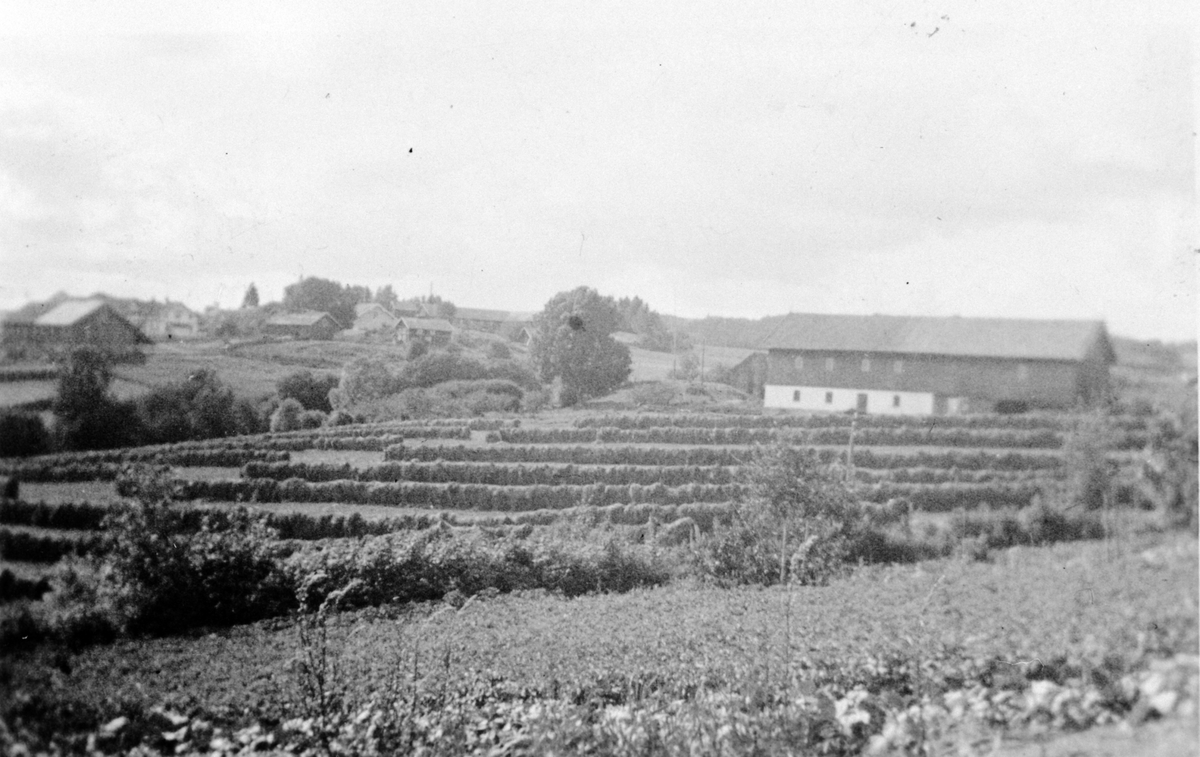 Høyhesjer på "Bekkjejordene" i 1940-åra på Kokshus, Nes, Hedmark.