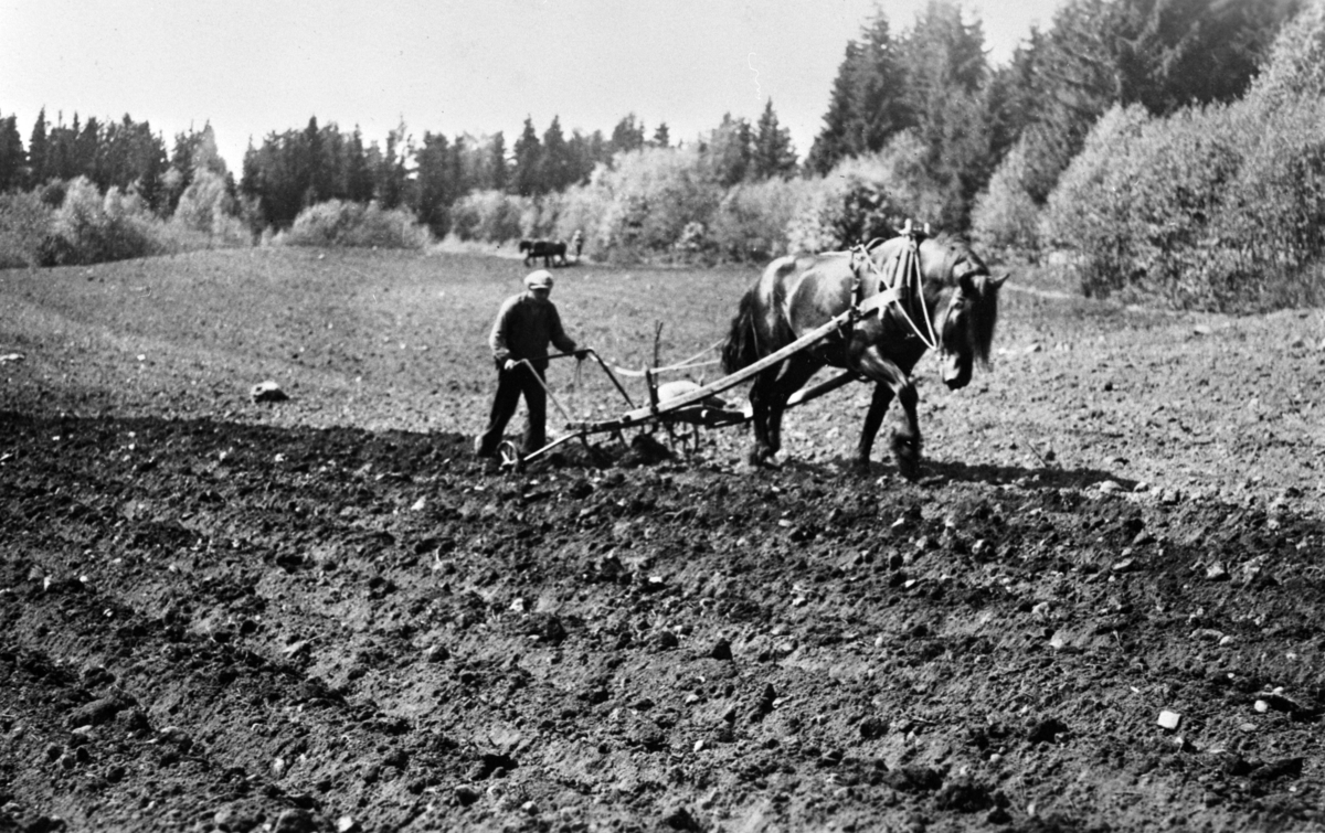 VÅRONN, POTETSETTING, JØRGEN OSKARSEN, HESTEN SNØGG MED POTETPLOG, LANGJORDET, HAFSAL 