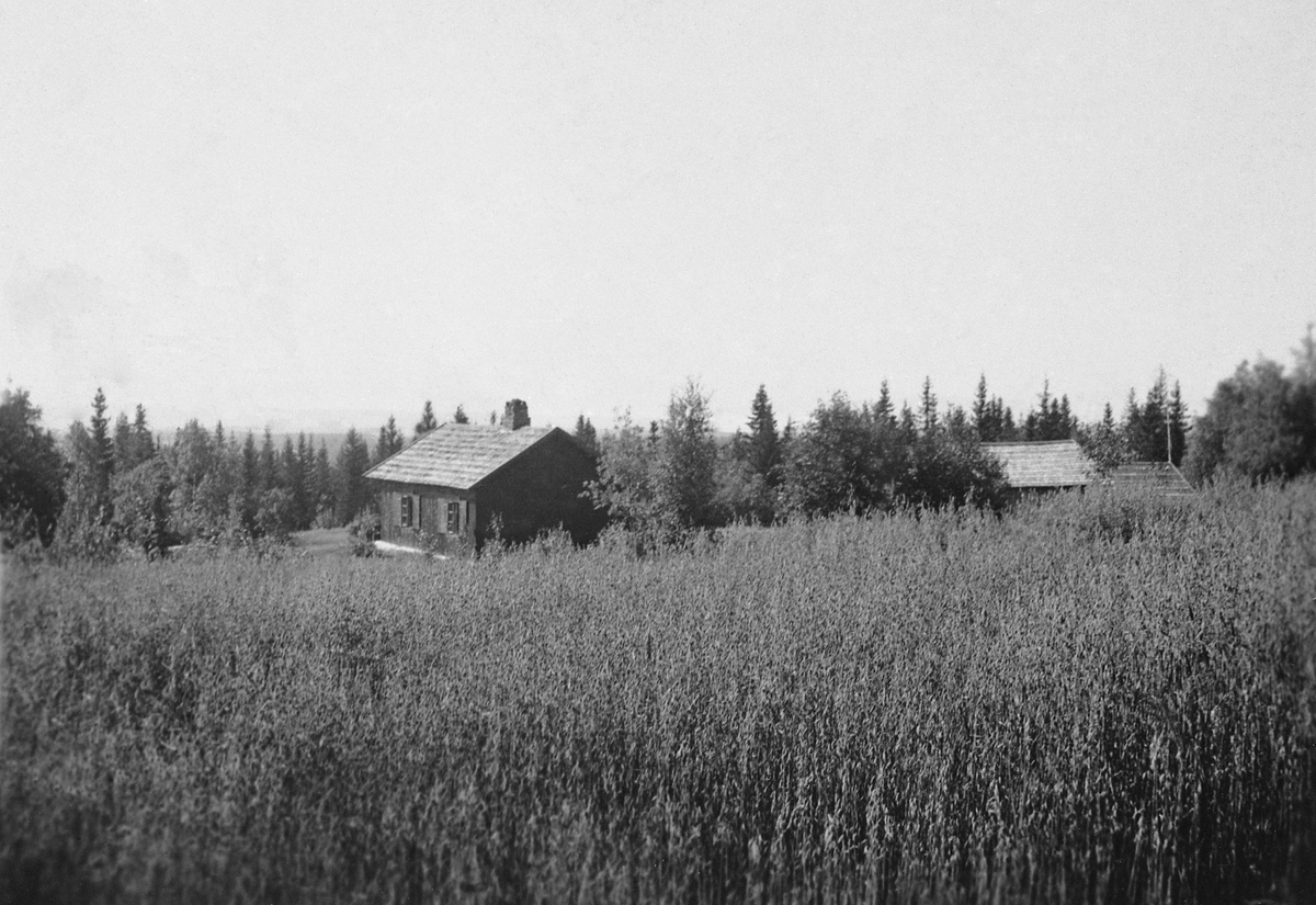 STENBERGSRØNNINGEN, EKSTERIØR. 1940 ÅRENE. DET BLE DYRKET HAVRE HER UNDER KRIGEN. 