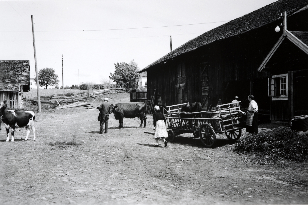 82/5 Dystvoll østre. Kvige transporteres i høyvogn. F. v. Jens Dystvoll, Malla Gudbrandsen, Antonie Dystvoll. Malla kom til Dystvoll i konfirmasjonsalder ca. 1925. Kom fra Vang og Furnes Barnehjem. Her er hun på besøk i 1955. 