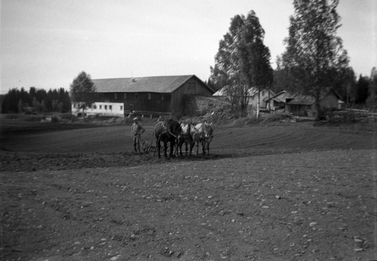 Søndre Tomter (Ner-Tomter)ca 1952. Gudmund Tomter harver med tre hester på Engjordsåkeren. Bygningene er f. v. Låven med det nye fjøset fra 1937, våningshuset, gammelfjøset, og vognsjulet/vedskålen. Våronn. 

