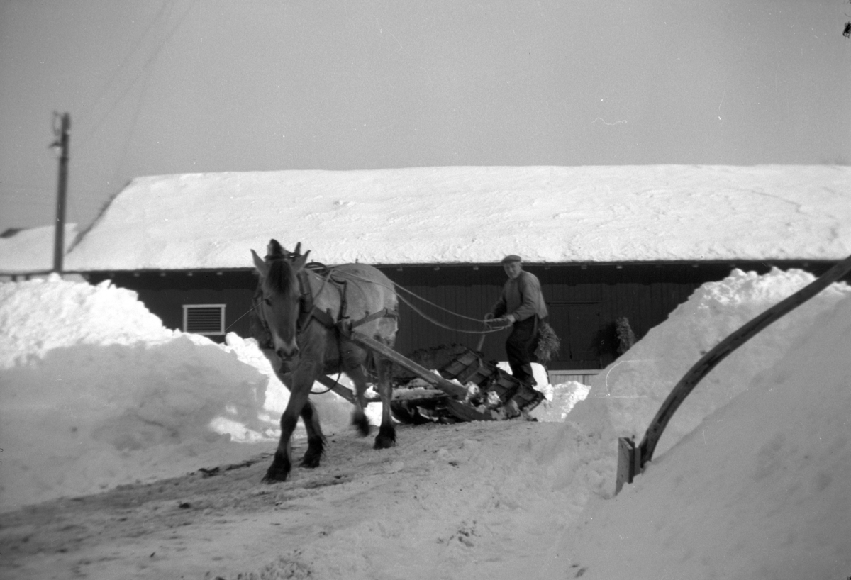 Søndre Tomter (Ner -Tomter) ca 1952. Jacob Tomter kjører møkk med hest og møkkbrett. Jacob var far til brukeren på garden. 