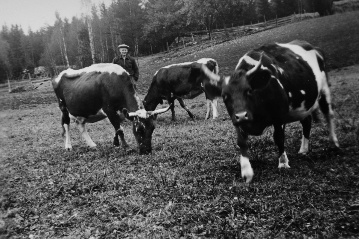 Andreas Jørgensen med de tre kuene i Vesterhagen, f. v. Lølvros, Krone og Litago. 