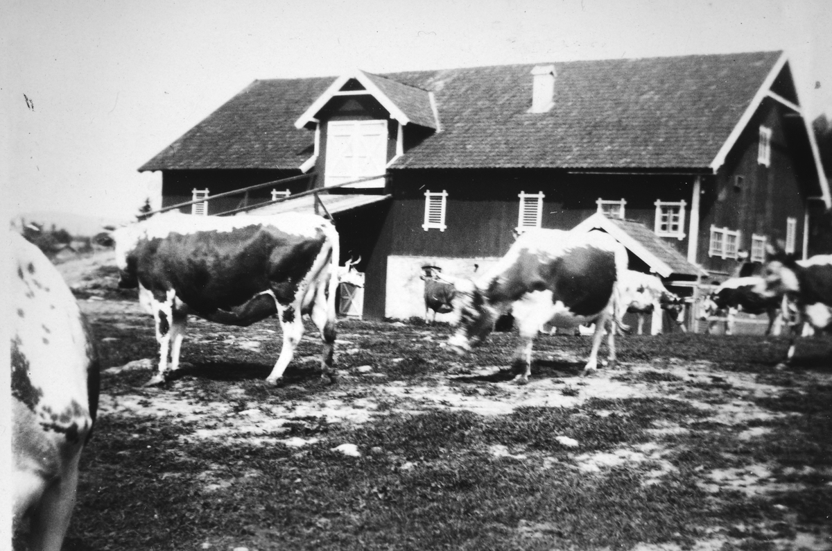 Opsahl Store gard,, Vang H. Kyr på tunet foran låven. 1930. Telemarksku.