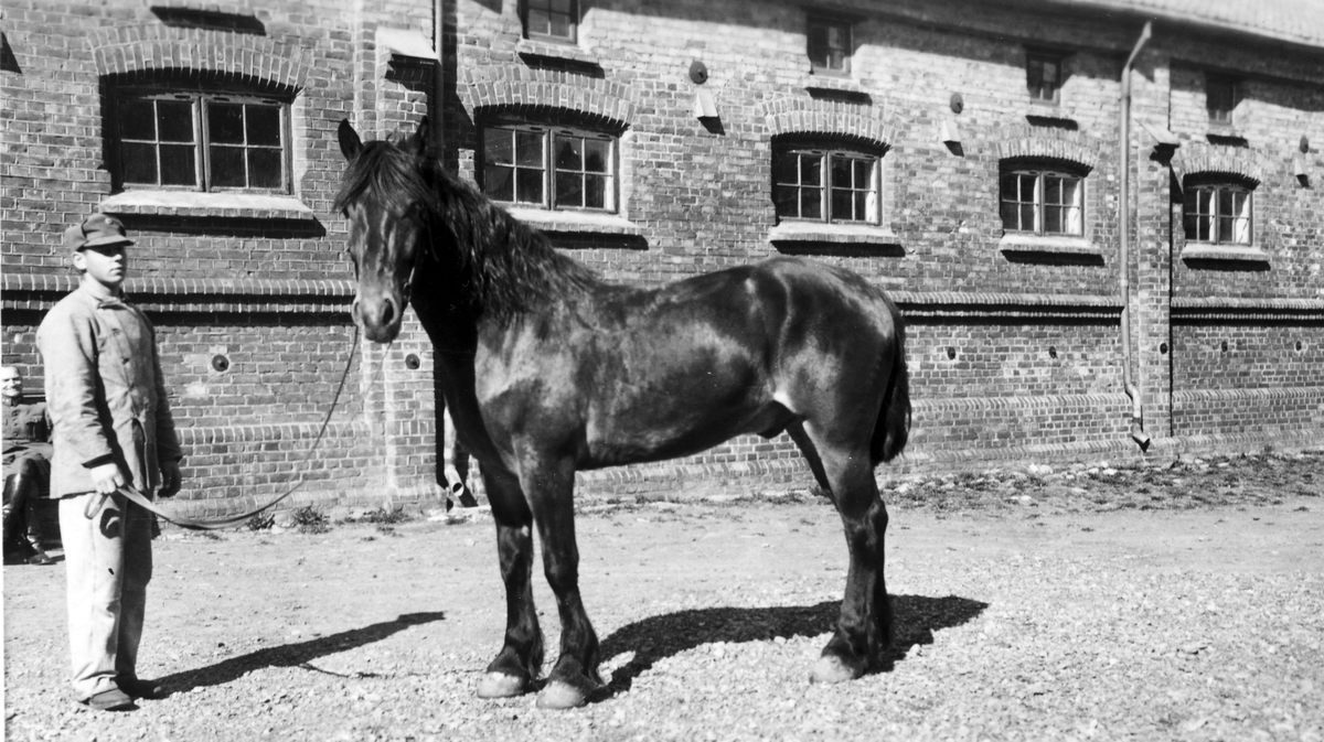 Ridehuset, Hamar. 
Jegerhesten «Bron» var den siste jegerhesten på Blystad. Den ble innlevert til okupasjonsmakten på Ridehuset på Hamar i 1940. «Bron» var ombord i troppetransportskipet «Donau» som sank utenfor Drøbak 16. januar 1945 etter at Max. Manus og Roy Nilsen hadde plassert ti tidsinnstilte sprengladninger under vannlinja på skipet mens det lå i havn i Oslo. Vestre Blystad 73/1 Vang H. 