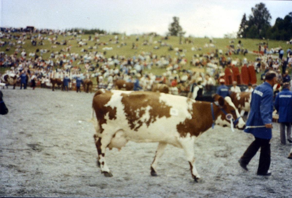 Fra jubileumsutstilling på Hellerudsletta 1985. Ivar mønstrer kua 202 NORNA som fikk 1. premie