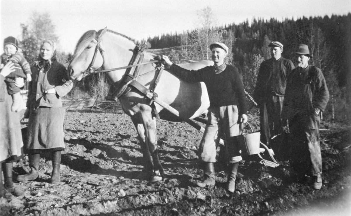 POTETONN, POTETSETTING, HEST M/ARD, PLOG, GR: 5, PÅ ARMEN:ARVID, MARTHA, ARNE LARSEN, EDVIND, ANDREAS, NOR KAPP ÅKEREN, STENBERG, LØTEN