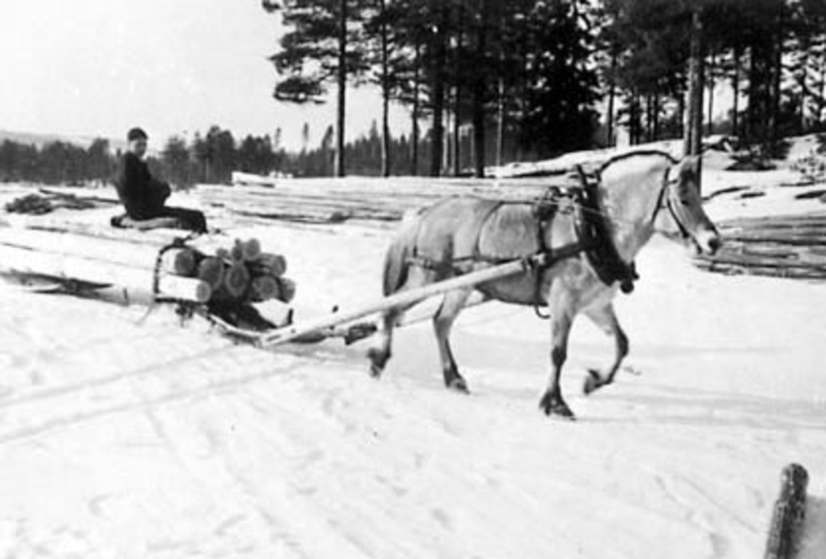 TØMMERKJØRING MED HEST, FJORDING, KJELL VESTLI KJØRER, VINTER, BJØRNSTADFLØTA, STANGE ALLMENNING