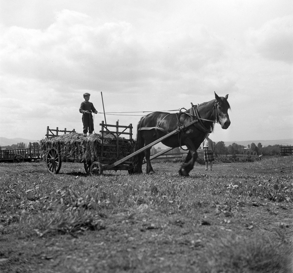 HØYONN, ROLF JENSEN KJØRER HEST MED HØYVOGN, GRAS TIL SILOLEGGING, ELSE KARIN HANSEN I BAKGRUNNEN, FOKHOL GÅRD