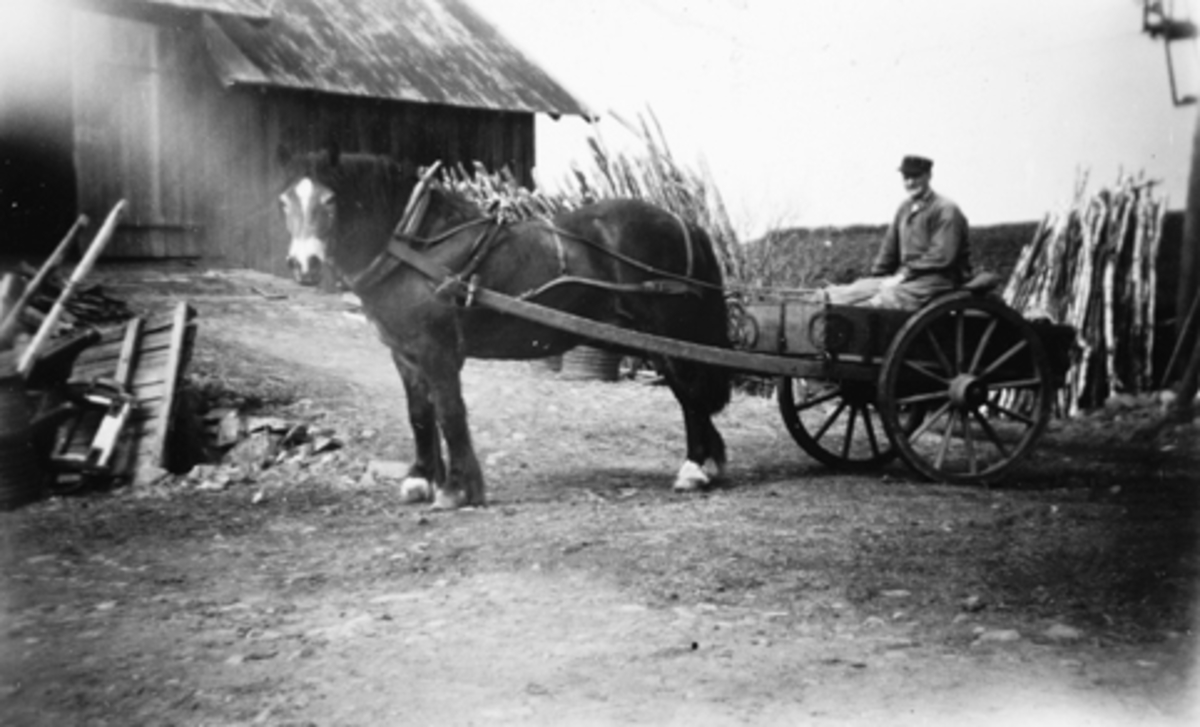 HEST OG STUTTKJERRE, HESTEKJØRETØY, SIGURD EVENSEN I KJERRA PÅ 1950-TALLET. 