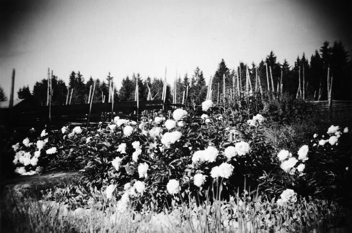 Pioner i blomstring i Moshaug i Stange på 1950-tallet. 
