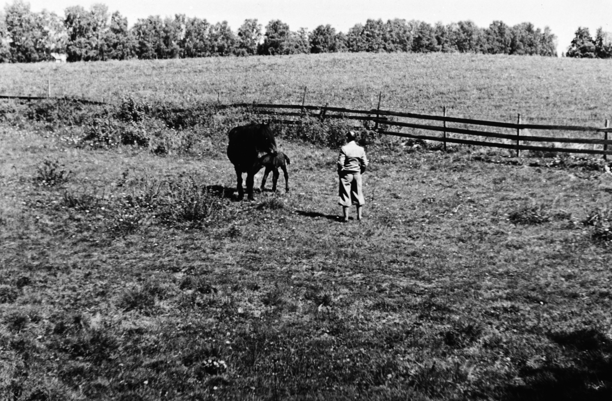 Atlungstad gård i Stange. Hester har vært en lang tradisjon på Atlungstad. Gården som tidligere har vært eid av Wedel Jarlsberg, ble kjøpt opp av rittmester Eugen Johansen og han kone Petra Andresen i 1930-årene. Johansen var en olympisk utøver og medaljetaker i ridning to ganger. Her er rittmesteren ute å ser til ei hoppe med føll. 