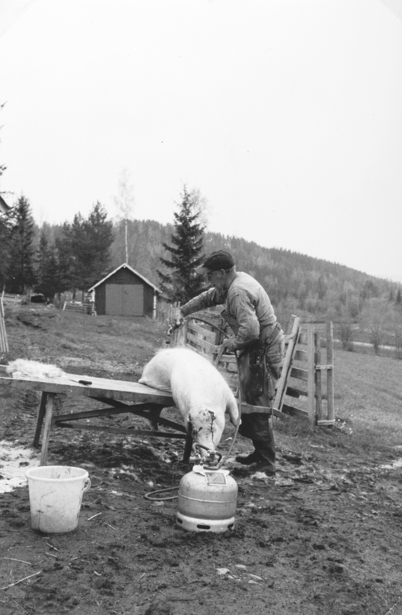 Fossengen nordre, Vallset, våren 1978. Slakting av gris. Slakter Mikael Olsen. Grisen er skutt, stukket og den siste busta blir svinglet av med propanbrenner. Så står oppdelingen for tur. 