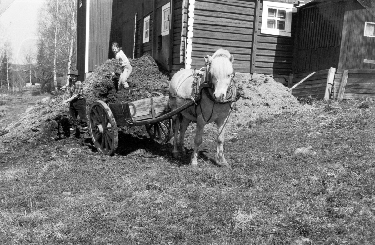 Fossengen nordre i Vallset. Møkjøring, gjødselkjøring, våren 1978. Paul Denais og Eli Rønningsbakken måker i stuttkjerra. Våronn. Hestekjøretøy. Fjording. 