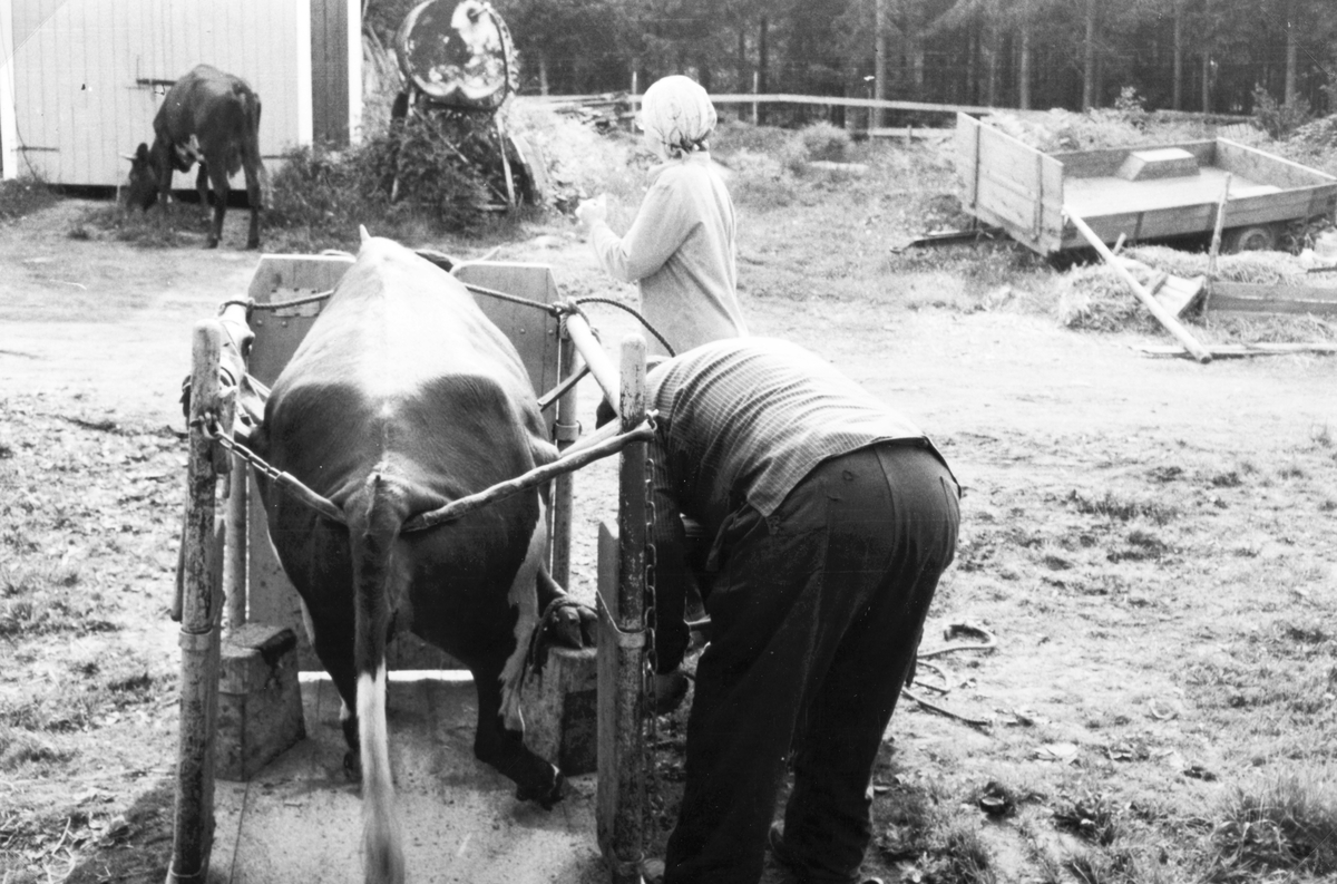 Fossengen nordre, Vallset,  mai 1979. Beskjæring av kuklauver. Smeden Granberg og "klauvbåsen" har blitt hentet på Haugli på Tangen. Her er beskjæringa eller klyppinga igang. Oline Rønningsbakken assisterer. 
Som bildet viser var det mye fastspenning som skulle til. Hodet på dyrene ble låst igjennom ett hull i veggen foran, noe ble bundet over nakken på dyret og noe bak. I tillegg ble det benet som skulle beskjæres bundet fast til ei blokk. Men urolig sto de likevel