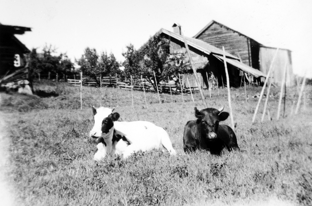 Haugsødegård, kyr i forgrunnen, fjøs og låve, revet ca. 1980. Hovedbygningen fra 1861 er fortsatt i bruk(2013)