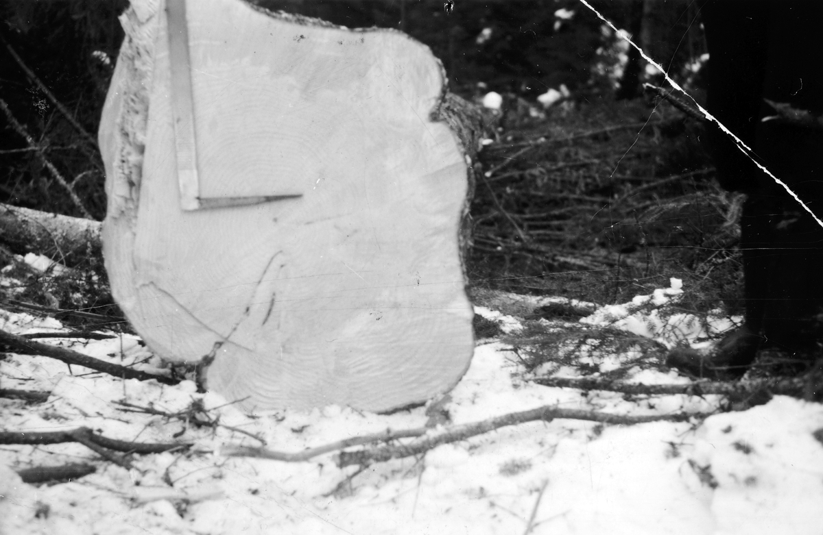 Gran, rotstokk på gran felt i Prestmarka. Ble felt med "svans", håndsag, ca. 1m ved rota. Ca. 1960. 