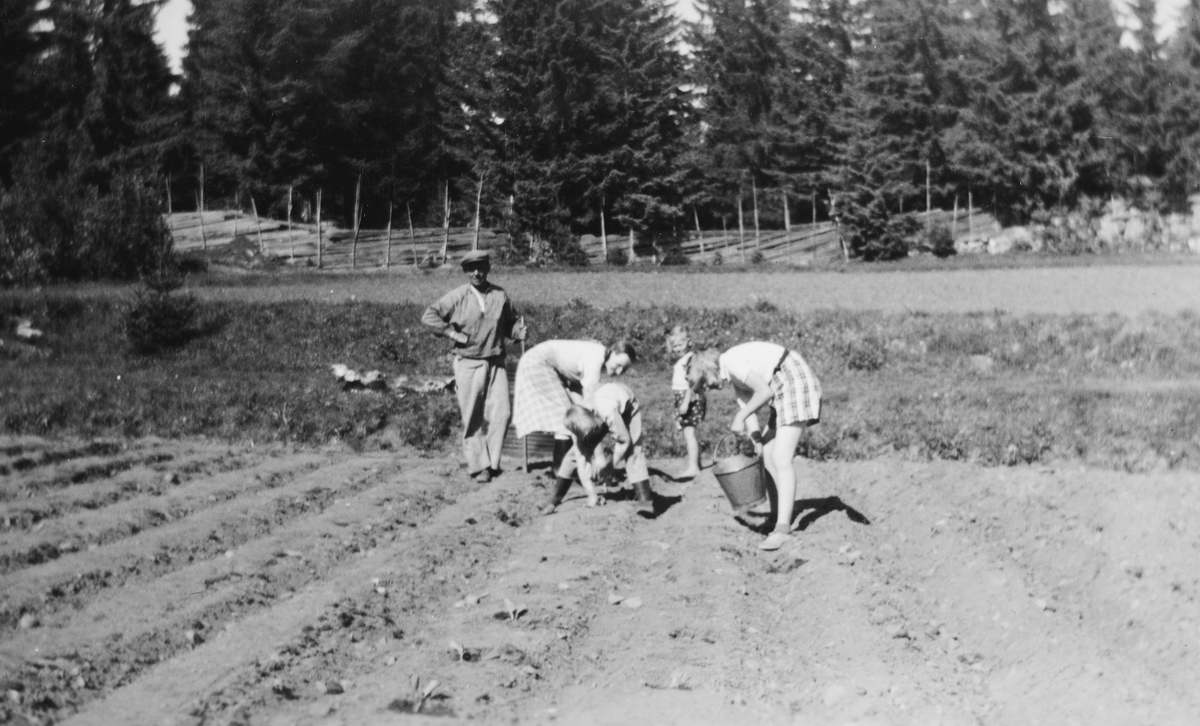 Torødegården, Tangen, kålplanting. Gunnar Lundby, Agnete Lundby, Olav Lundby, Reidun Lundby, g. Østli og Gunvor Lundby g. Skansen, ca. 1940. 