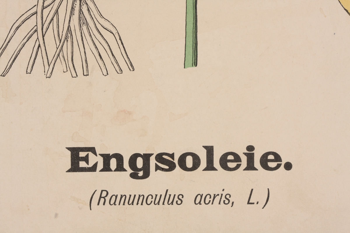 Engsolei