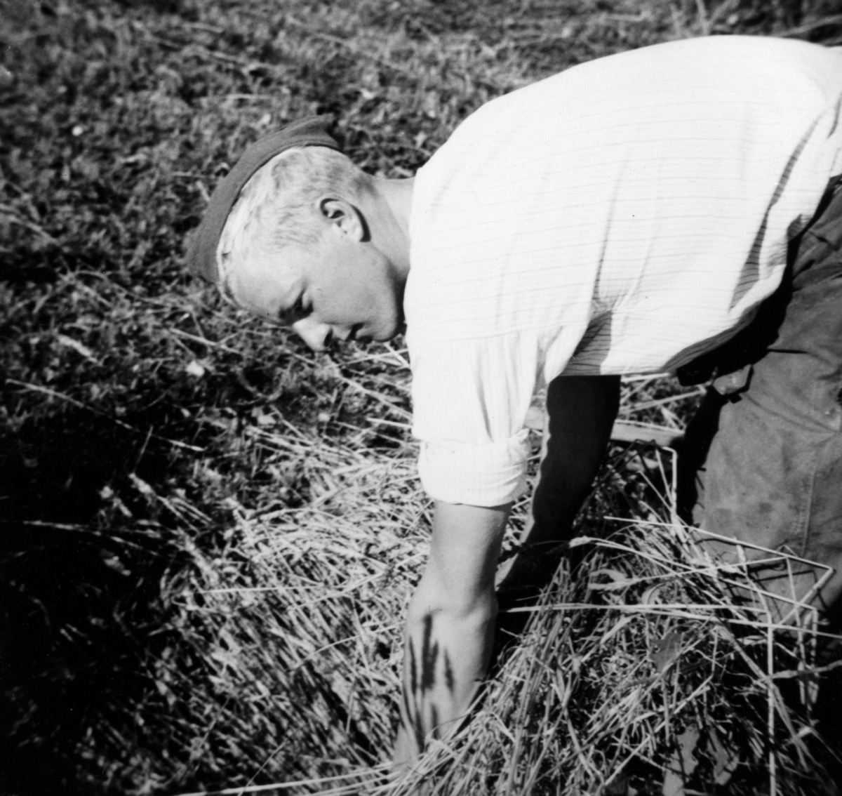 AT-tjeneste på Ådalsbruk i Løten, 26. august 1942 til 26. november 1942. Arbeidsdistrikt nr. 1. Arbeidsfylking IV. Sveit nr. 5. Forleggingssted Ådalsbruk. Arbeidstjenesten under 2. verdenskrig. Skuronn, kornet skjæres. 