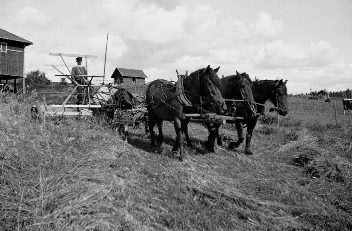 Ringsaker, Furnes, Østre Hovin gård, trespann hester drar selvbinderen i skronna, 