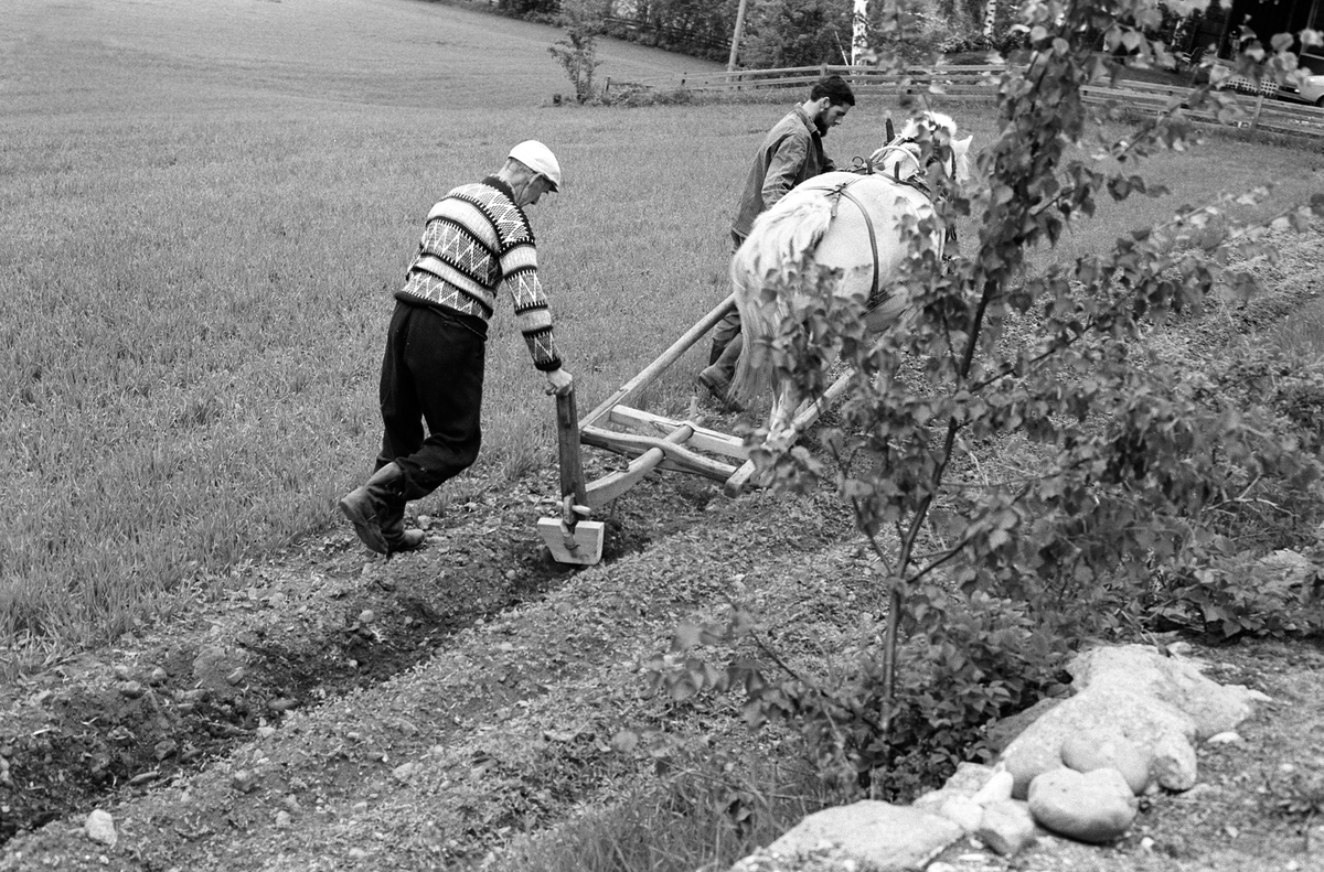 Fossengen nordre, gnr. 338, bnr. 3, Vallset, Stange. Potethypping med hest og ard. Hesteredskap. Hest med seletøy.  T.h Oddmund Rønningsbakken f.1946.