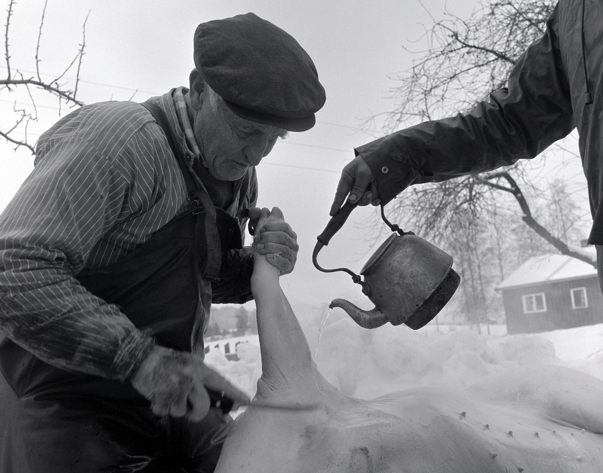 Ringsaker, Gaupen, Gamlevegen 44, Lunde, griseslakting med bygdeslakter Jon Rosenborg, skålding med varmt vann for å få grisebusten til å slippe, skåldevann,