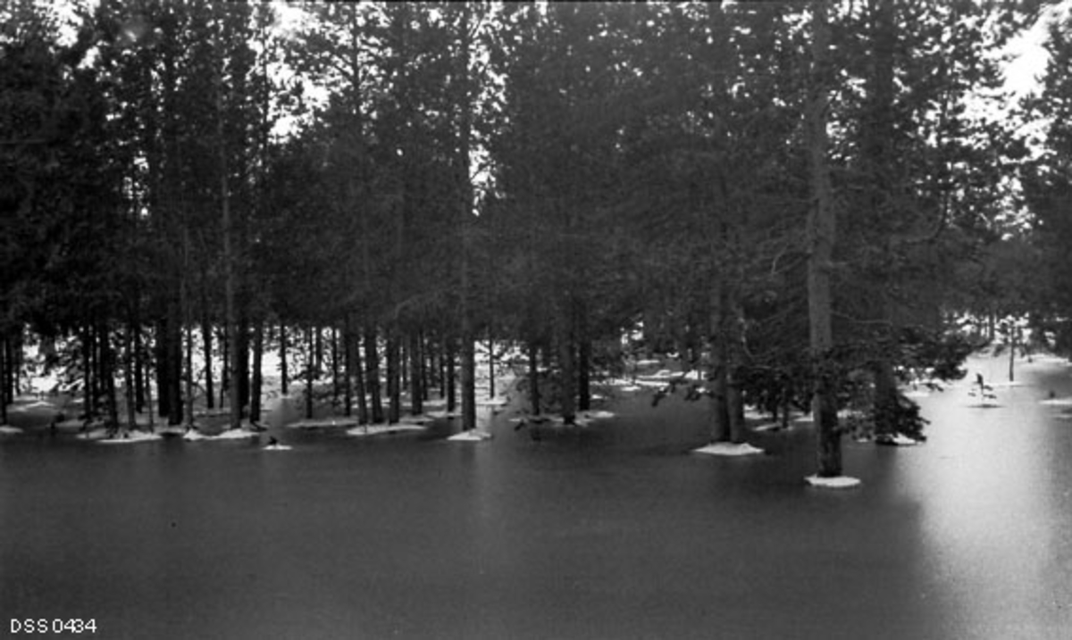 overflømmelse, skog, vinter