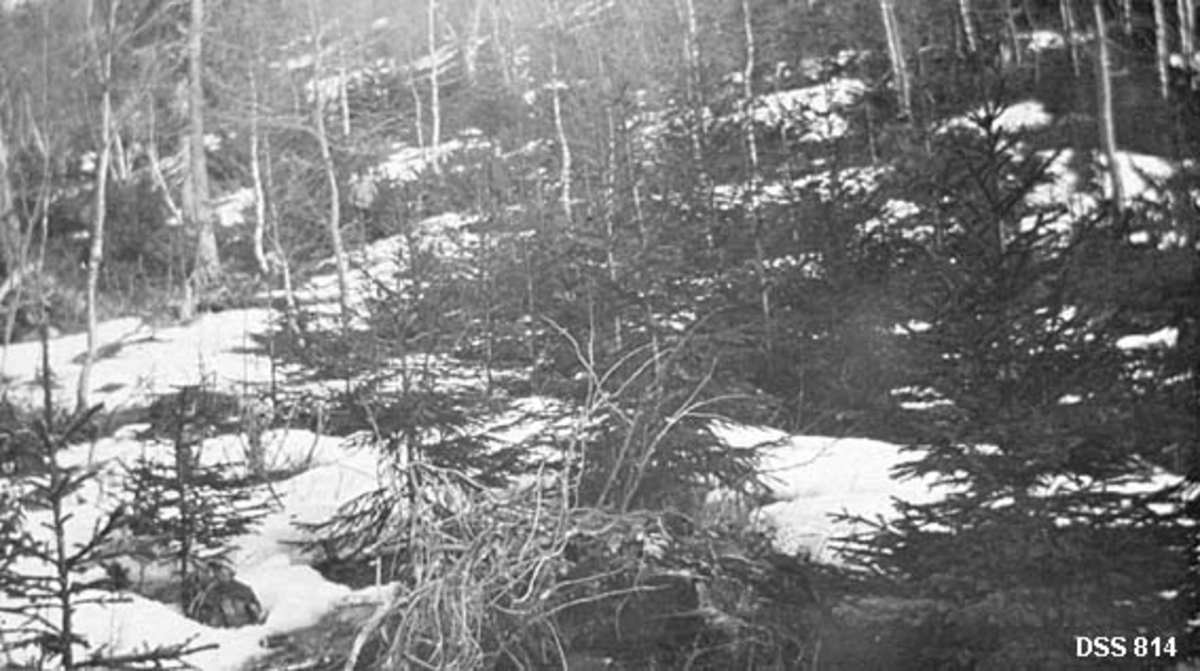 Granplanting i li i Beiarn statsskoger.  Fotografiet er tatt om våren, og smågranene er dels omgitt av snø.  I bakgrunnen ei noe eldre gran samt en del småbjørk. 