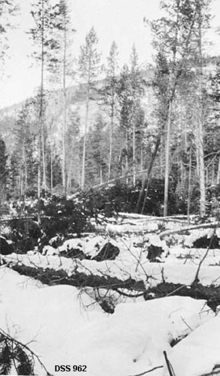 Stormfelt skog ved Storjord i Saltdalen.  Fotografiet er tatt på ei snødekt flate hvor det ligger en del vindfelte furuer.  I mellomgrunnen en del stående furuskog, og i bakgrunnen et berg med spredte furutrær. 