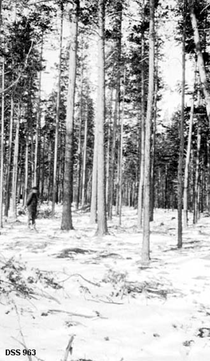 Stormfelt skog på Blikksmoen i Saltdal statsskoger.  Fotografiet er tatt fra ei åpen flate hvor det stikker opp litt furukvist gjennom snøen.  I bakgrunnen stående, rett og høy furuskog.  En mann betrakter bestandet. 