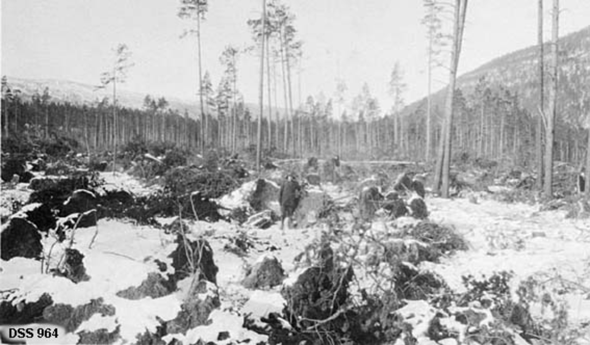 Stormfelt skog på Blikksmoen i Saltdal.  Fotografiet er tatt på ei snødekt flate med mange rotvelter og enkelte gjenstående trær.  En mann står under ei av rotveltene.  