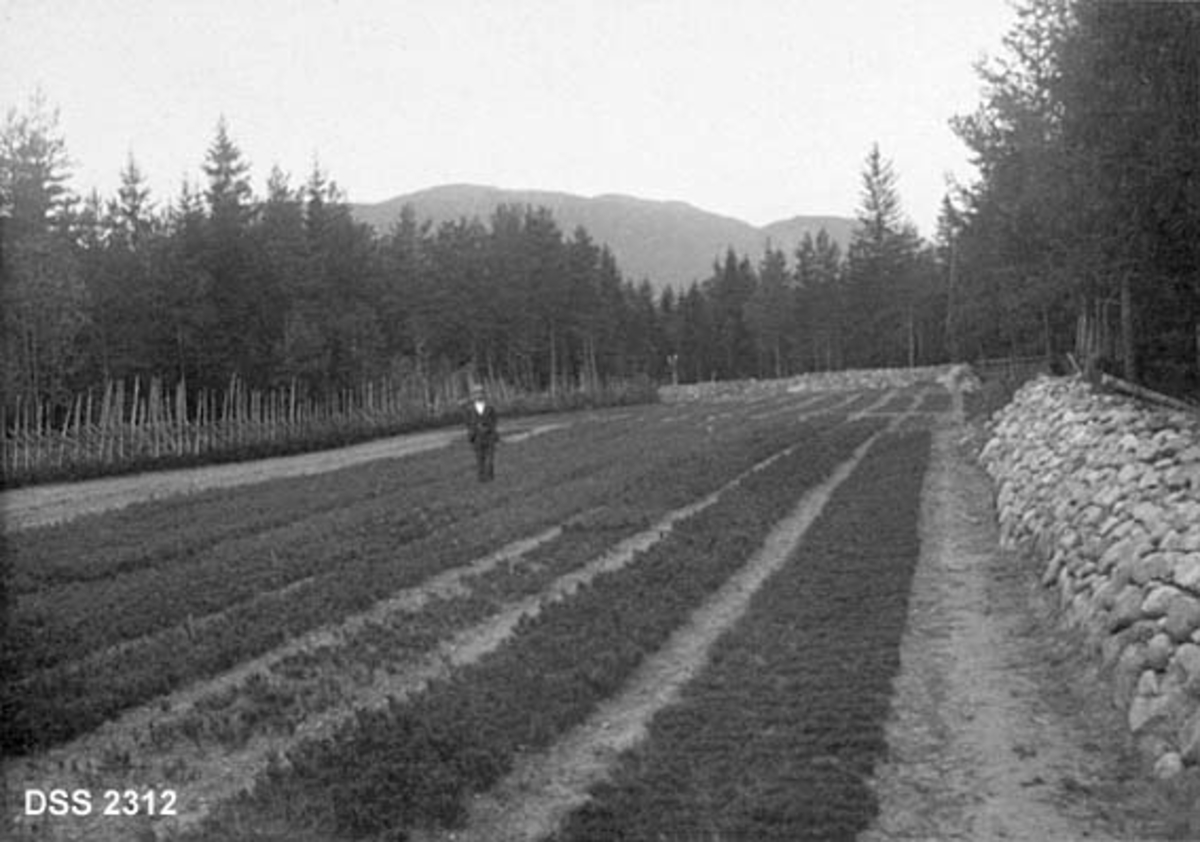 Revierplanteskolen på Sandven ved Atrå i Tinn i Telemark.  Fotografiet viser et rektangulært, dyrket areal, tilsynelatende på sandjord.  På høyre side og i enden er det omgitt av kraftige, murte steingjerder, på venstre side av skigard.  Arealet har senger med furuplanter i jordstykkets lengderetning.  En mann vandrer blant plantesengene.  Utenfor det dyrkete arealet er det tett barskog med en markant åsrygg i bakgrunnen.