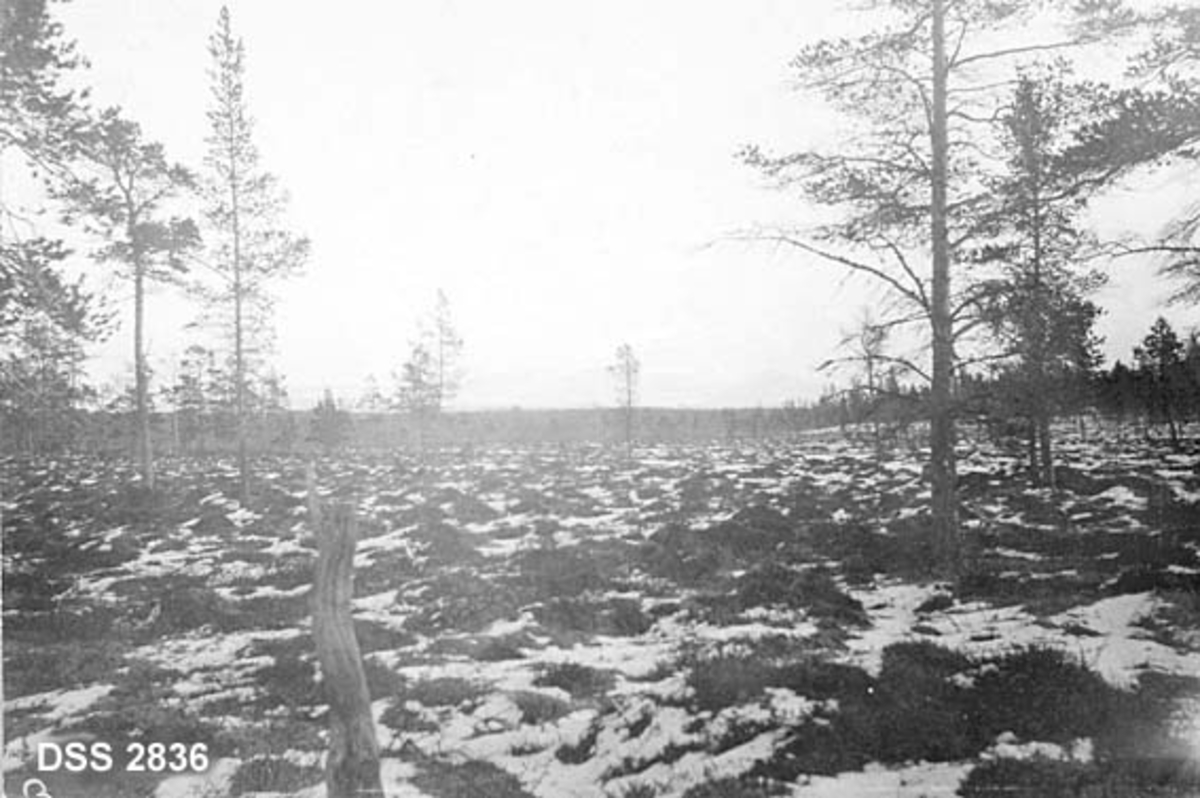 Myrlandskap i fjellstrøk.  Flatt landskap med små tuver med lyng og grasvegetasjon, dels dekt av snø.  Spredtstilte furutrær. Bildet er tatt i Tufsingdalen i Rendalen statsallmenning. 