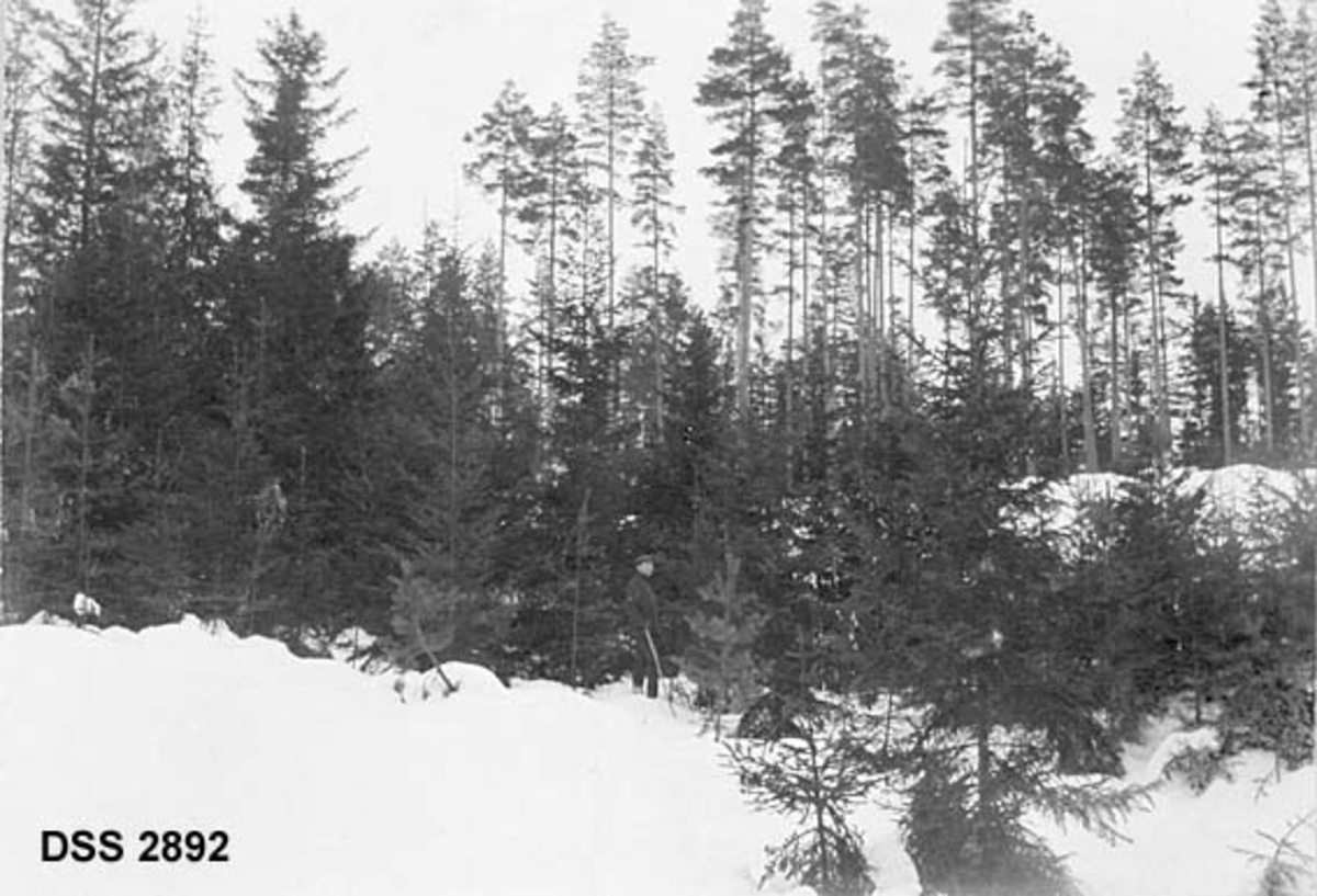 Skoglandskap i Stange prestegardsskog.  Mann i ungt, grandominert bestand i forgrunnen, eldre, høyt og åpent furubestand i bakgrunnen.  Ifølge teksten på fotografiets kartotekkort skal granbestandet ha vokst fram etter en gruppehogst ca. 25 år før bildet ble tatt. 