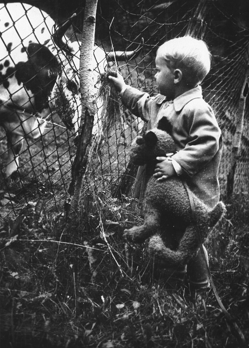 Eivind Kiberg, ku, leikehund