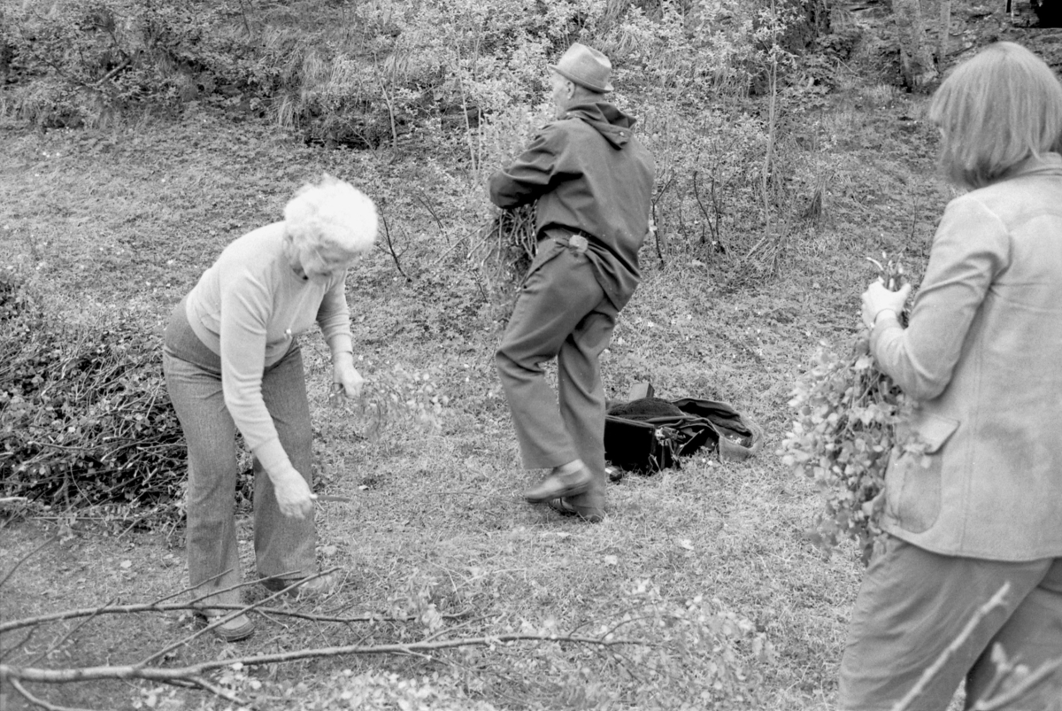 Paula og August Fjellheim fra Feragen og Liv Emma Thorsen fra Sverresborg kutter bjørkeris som skal legges på gulvet i vintergammen