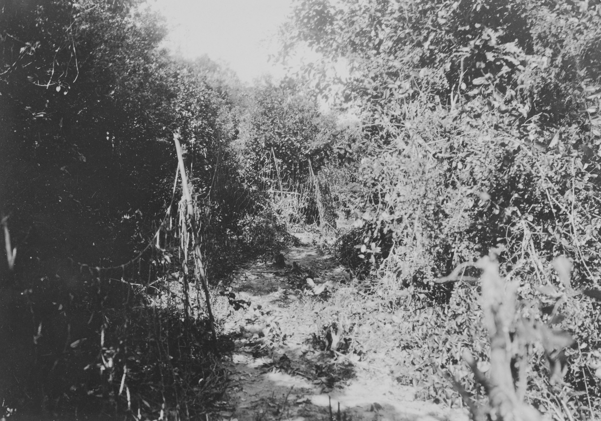 Mosambik 1914. Fra en prazo som tiilhører plantasjeselskapet Soc. du Madal