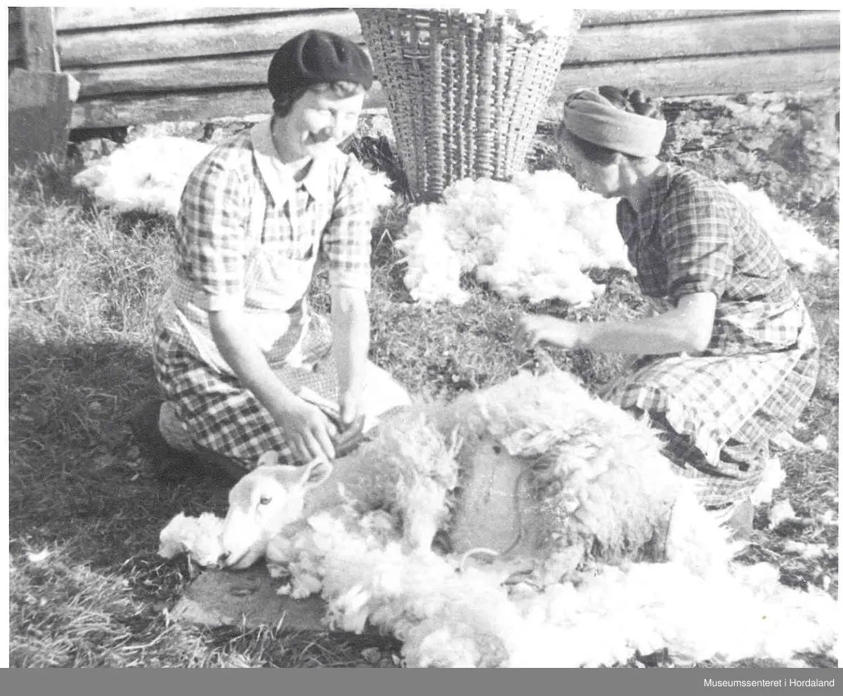 Saueklipping på Havrå. Her brukar dei ullkiper til å samle ulla i.