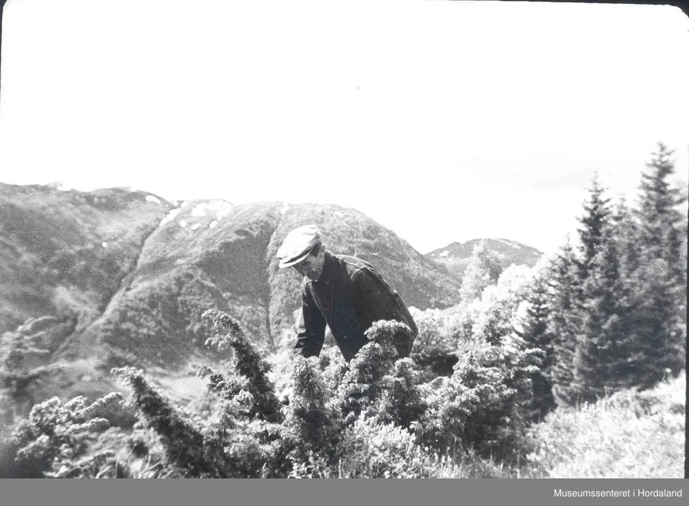 Havrå. mann som hentar brake. Fjell i bakgrunnen. granfelt ned etter høgre sida.