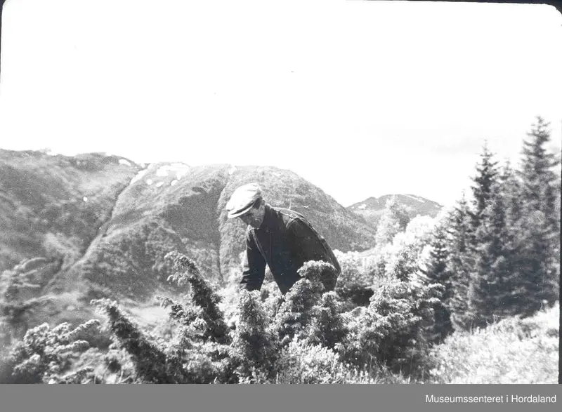 Havrå. mann som hentar brake. Fjell i bakgrunnen. granfelt ned etter høgre sida.