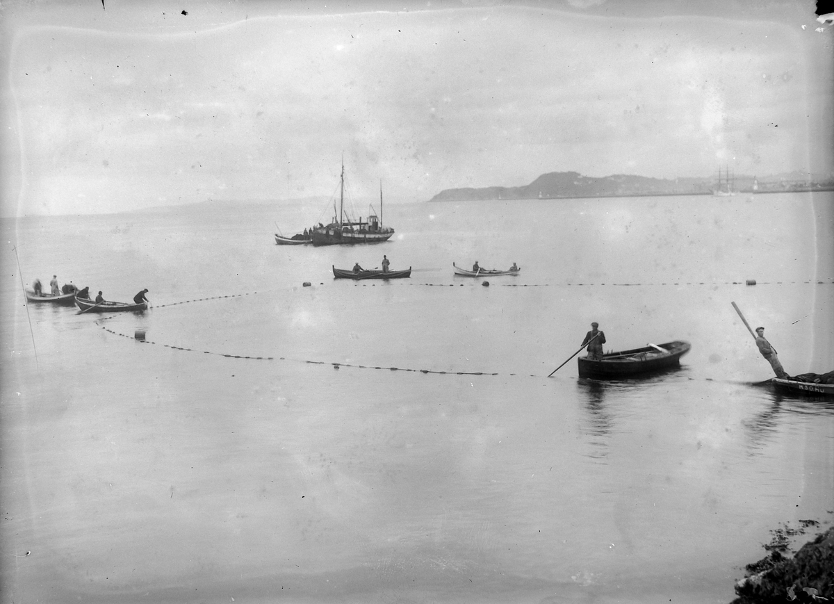 Brislingfiske i Trondheimsfjorden
