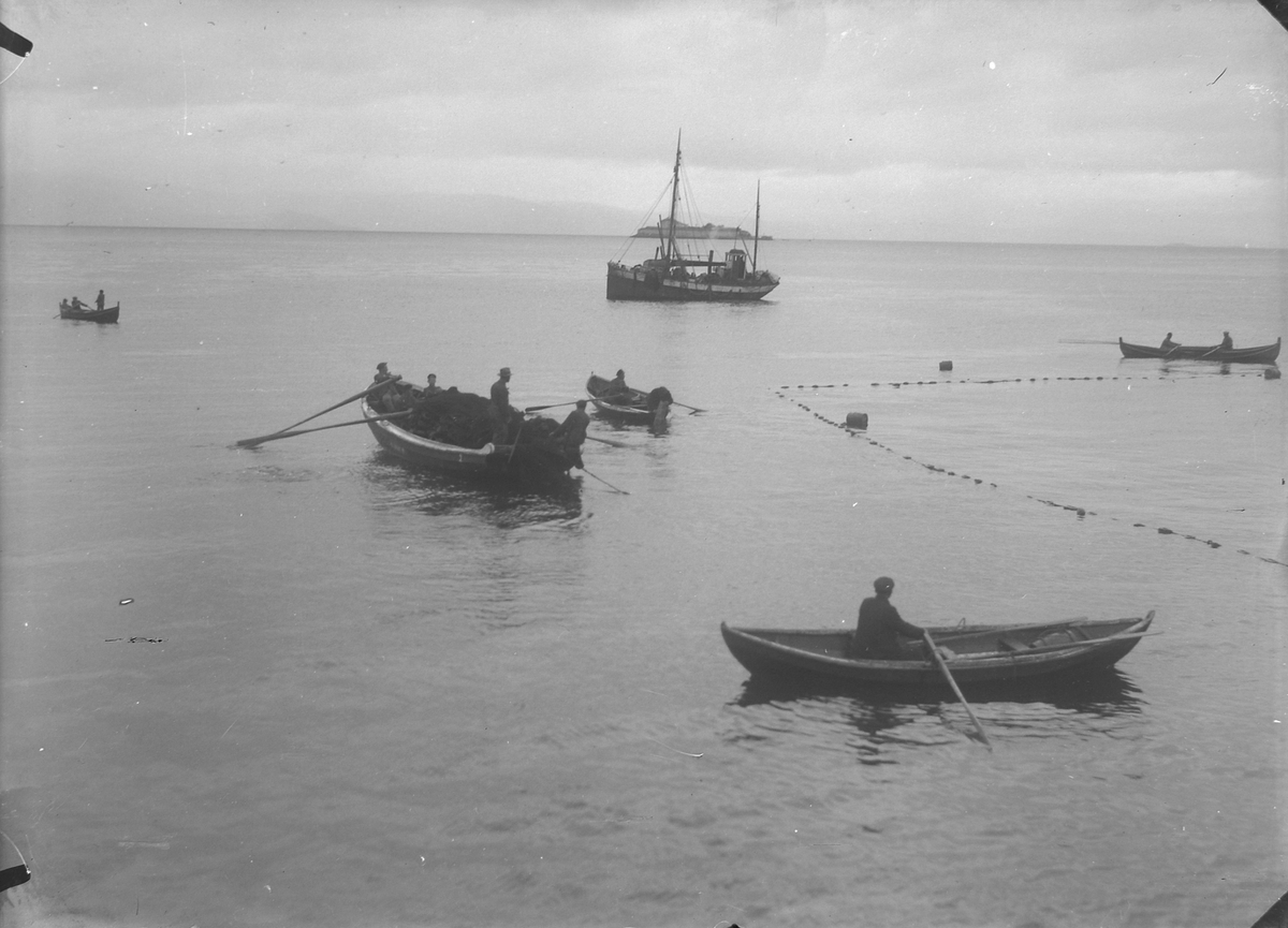 Brislingfiske i Trondheimsfjorden