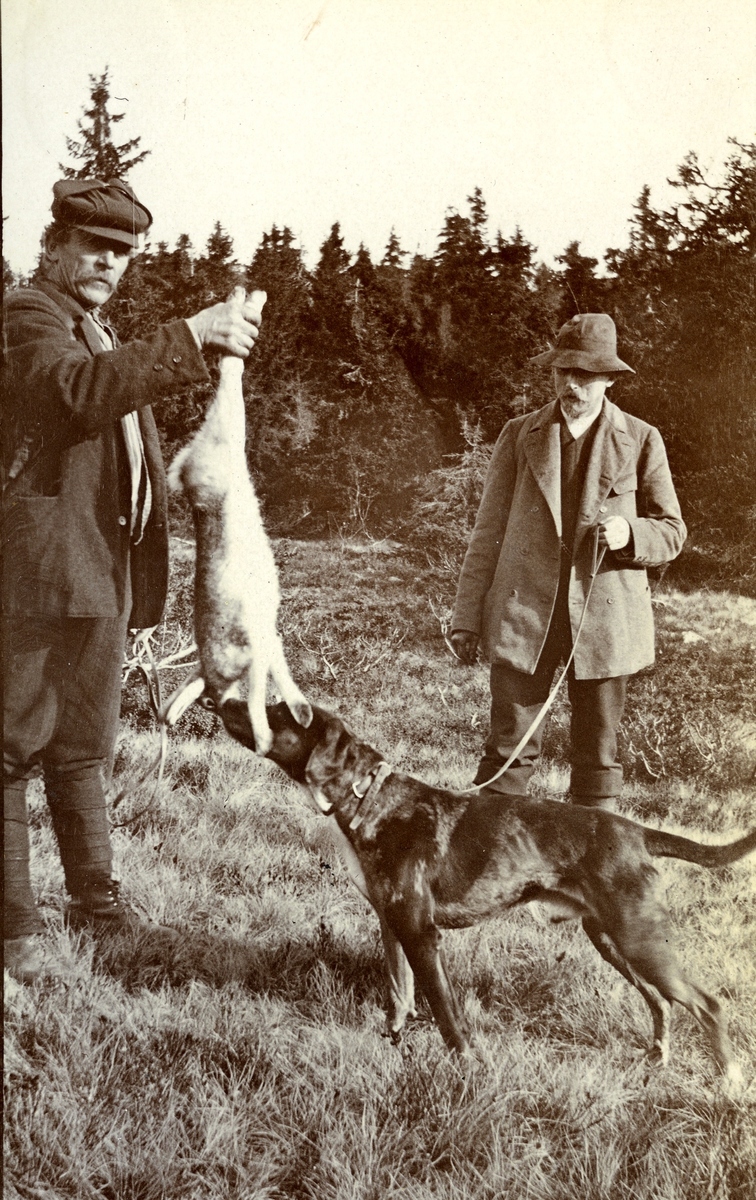 Harejakt