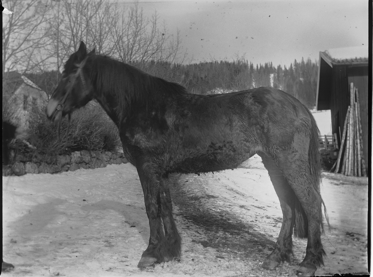 Ringsaker, Veldre Løken østre gård, hest,