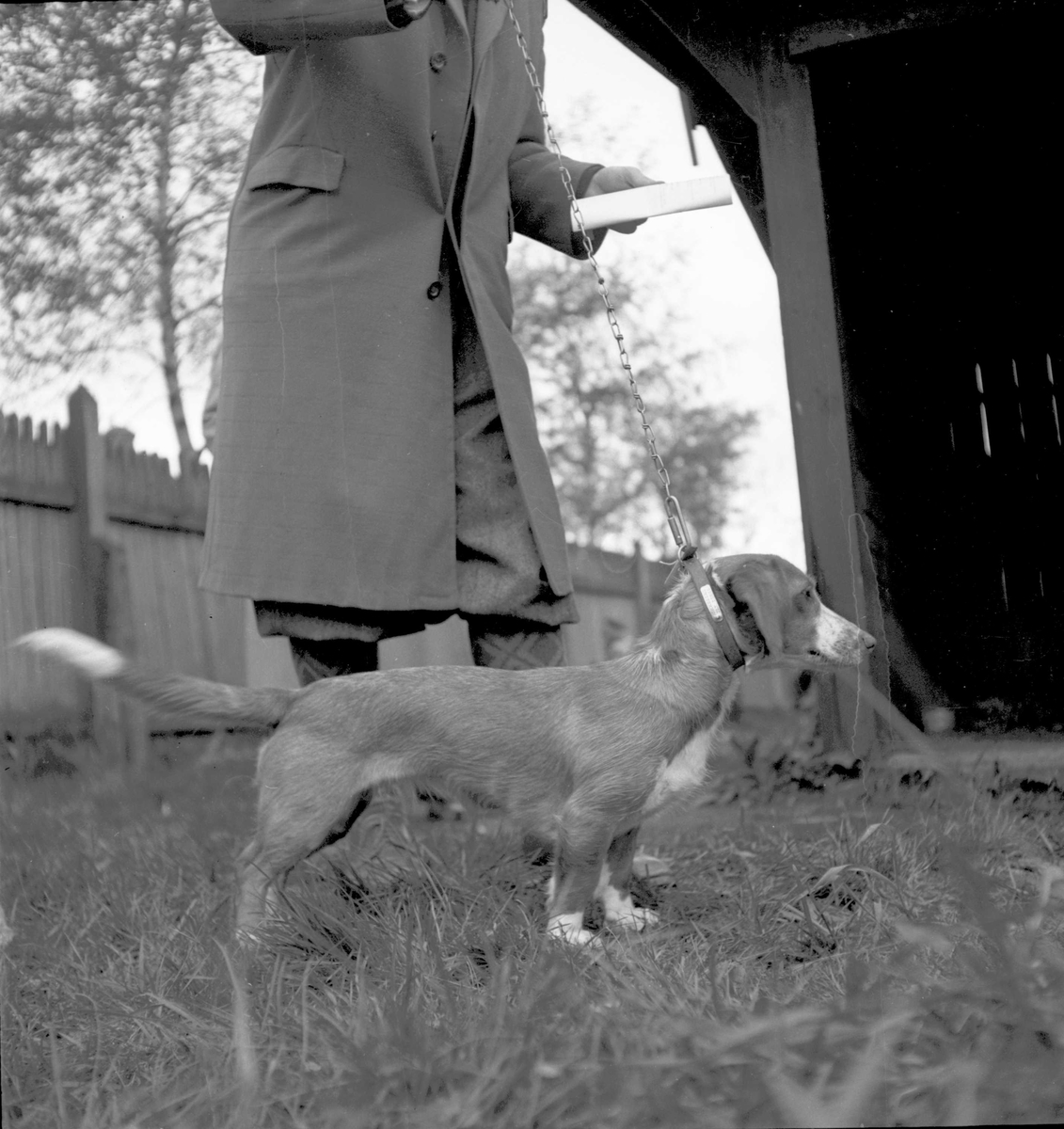 Harehundeutstilling på Øya